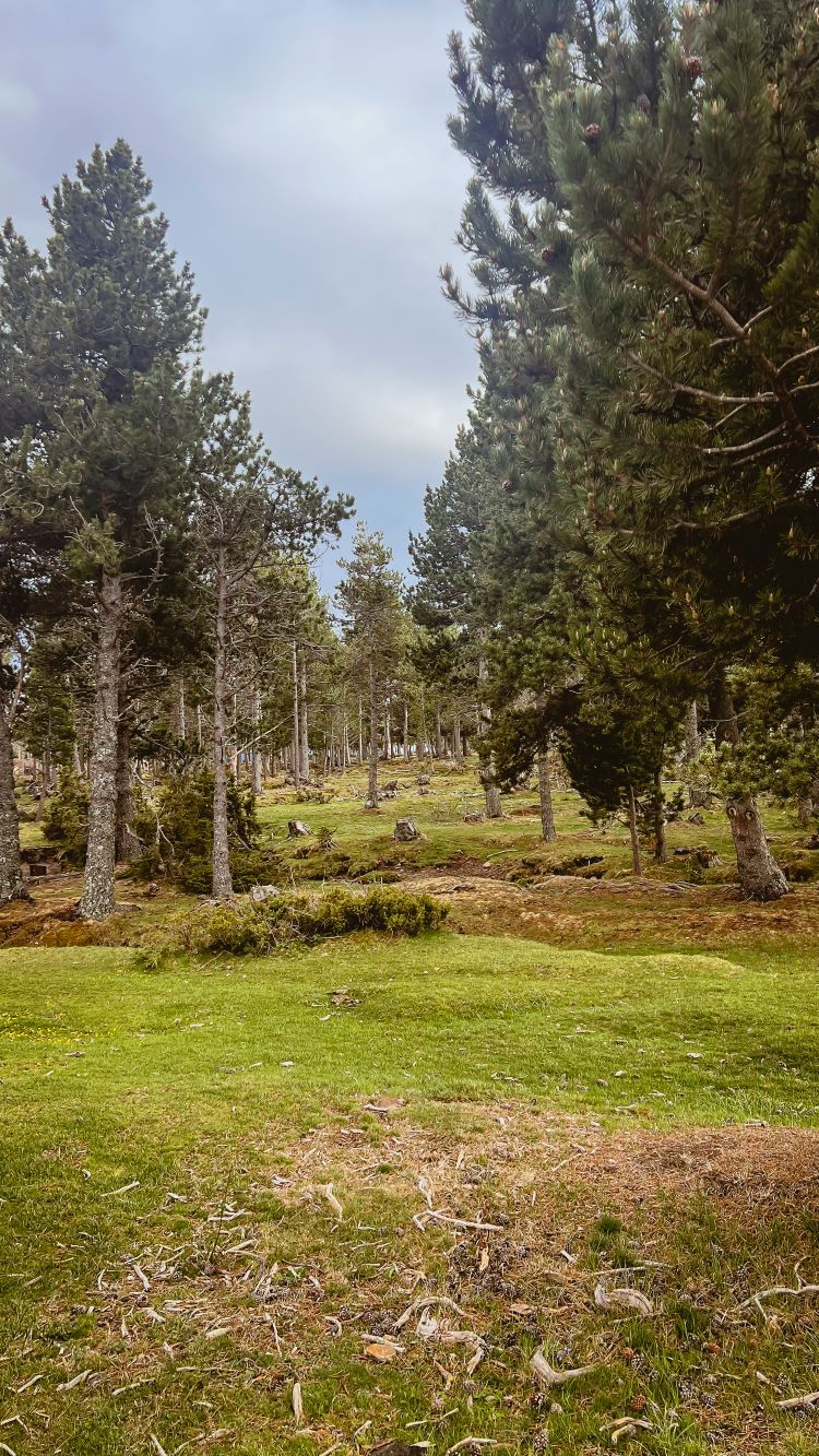 bosque en la cerdanya